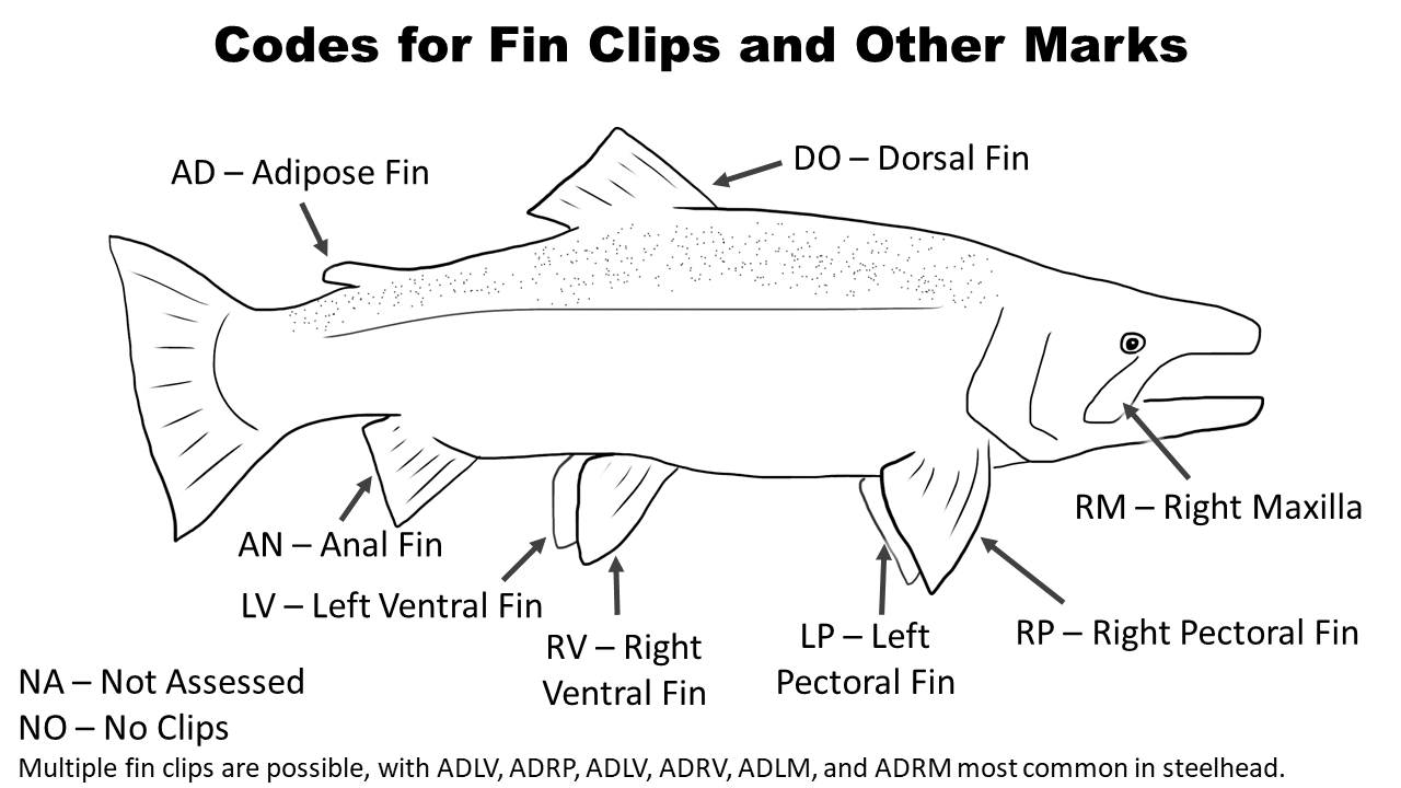 steelhead+fin+marks