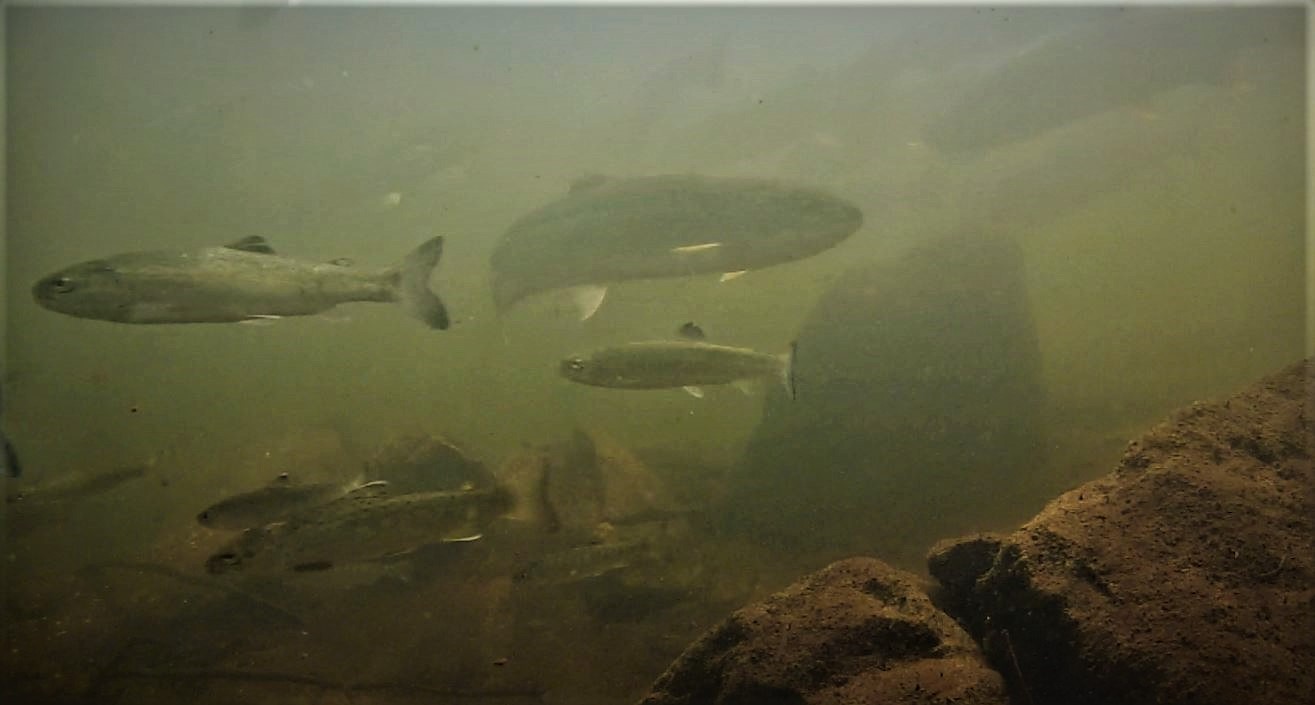 How many stocked steelhead returning to Michigan rivers are still unmarked?  - Michigan Sea Grant