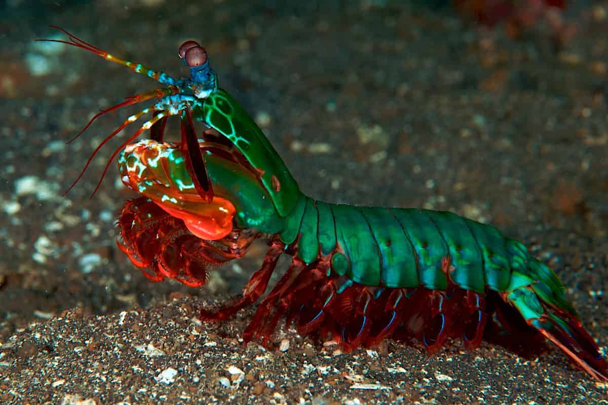 Top 22 World's Most Beautiful Fish Beautiful sea creatures, Mantis shrimp, Beaut