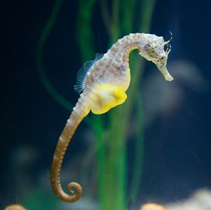 big-bellied-seahorse