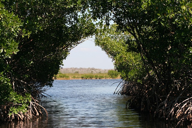 everglades-73423_640