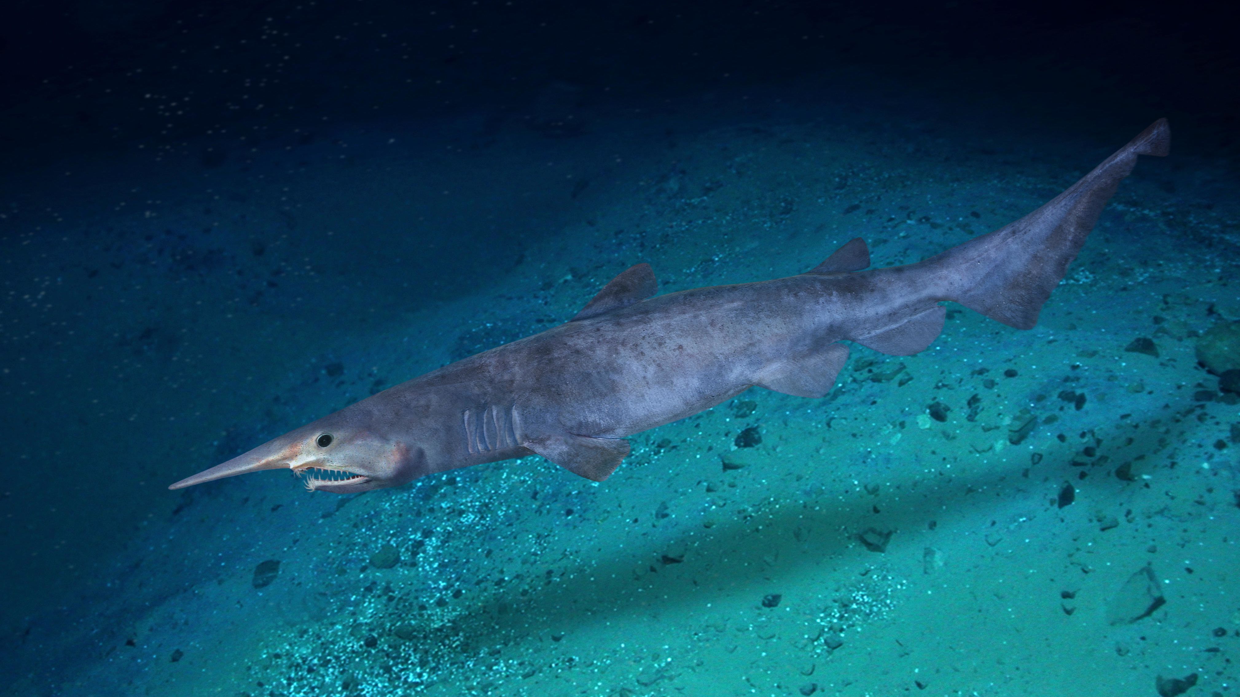 Ocean Explorers - Goblin Sharks - Missaukee County