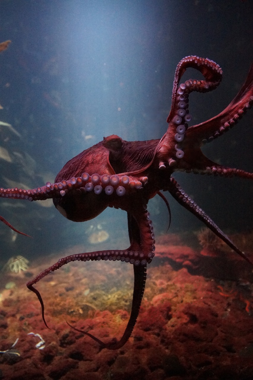 octopus-3232758_1280