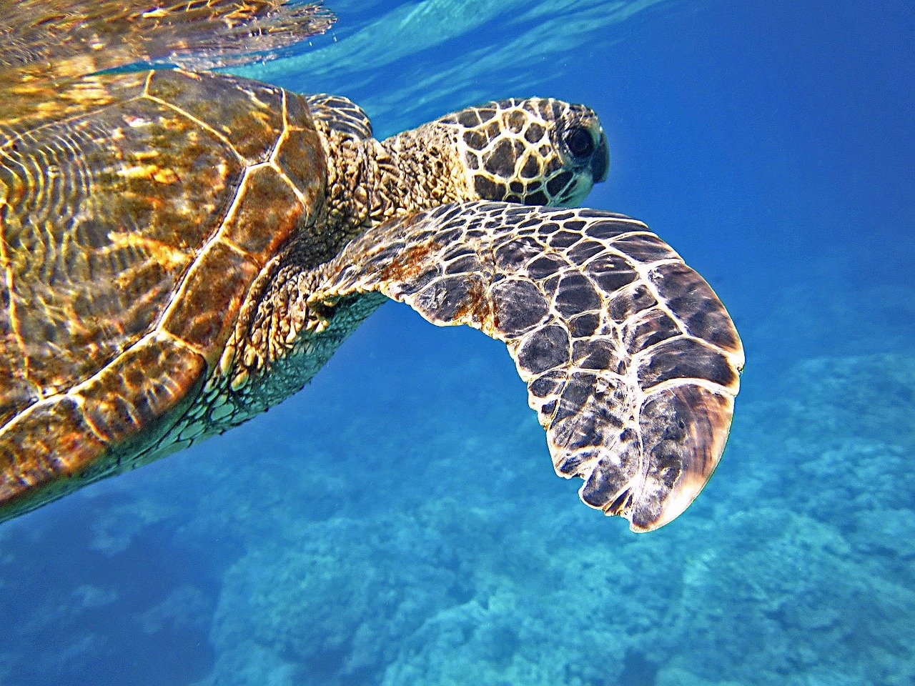 sea-turtle-547163_1280