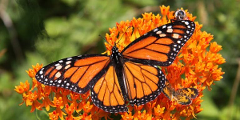 Monarch-768x384