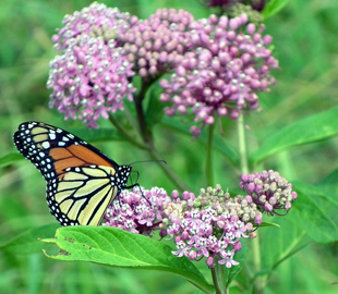 Getting Started - Native Plants and Ecosystem Services