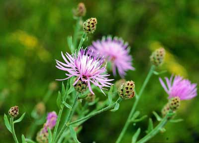 Spotted knapweed