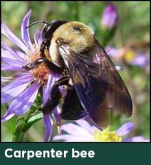 carpenter bee