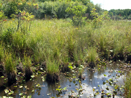 Types of Fens
