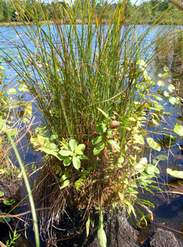 What Grows in Fens? (Types of Fen Plants) - Pond Informer