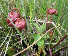 Prairie fen