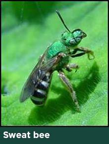 sweat bee