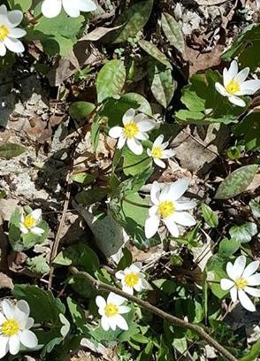 Bloodroot-cropped2