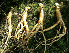 Ginseng