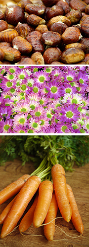 Nuts, flowers and carrots