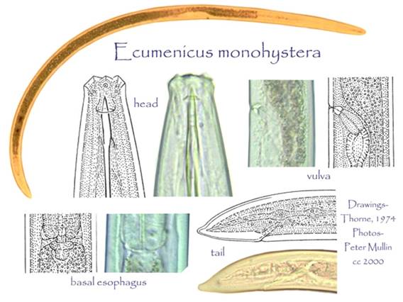 Ecumenicus