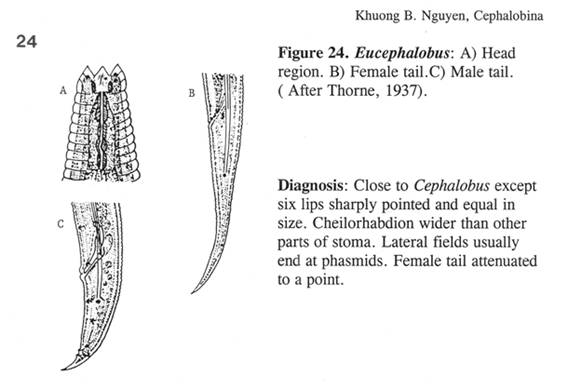 Eucephalobus