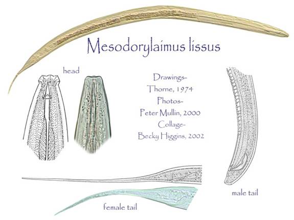 Mesodorylaimus