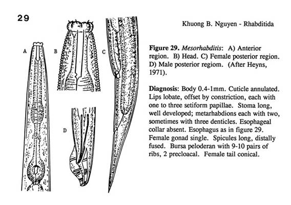 Mesorhabditis