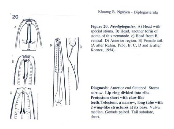 Neodiplogasteridae