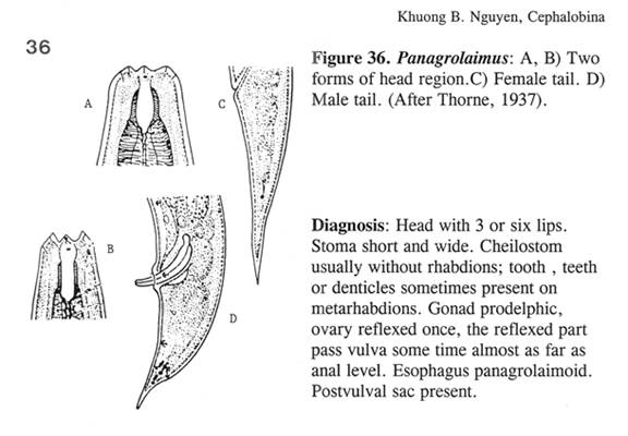 Panagrolaimus