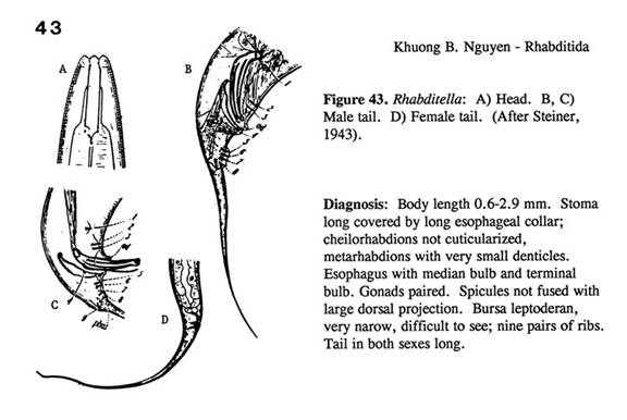 Rhabditella