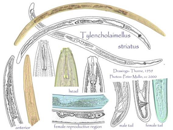 Tylencholaimellus