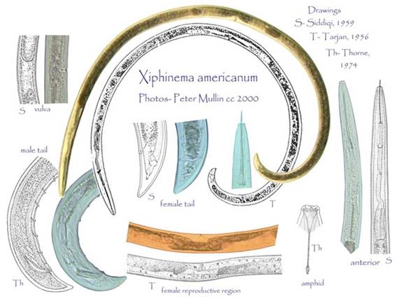 Xiphinema