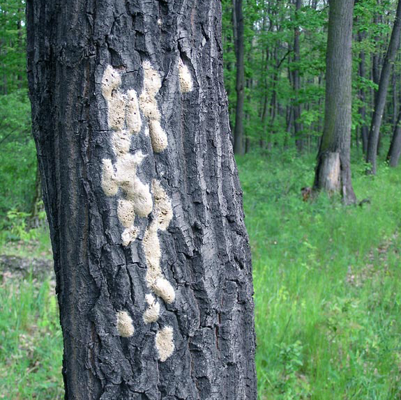 Egg masses.