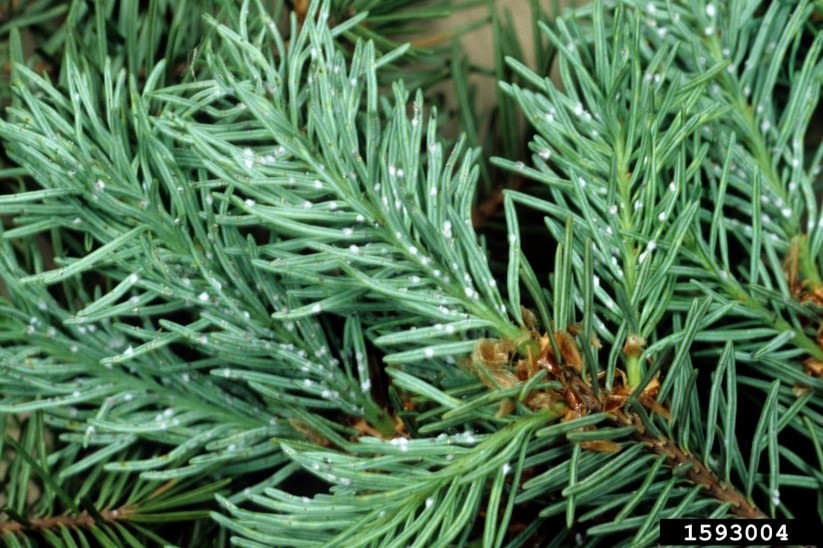 Small cottony balls on tree limbs.