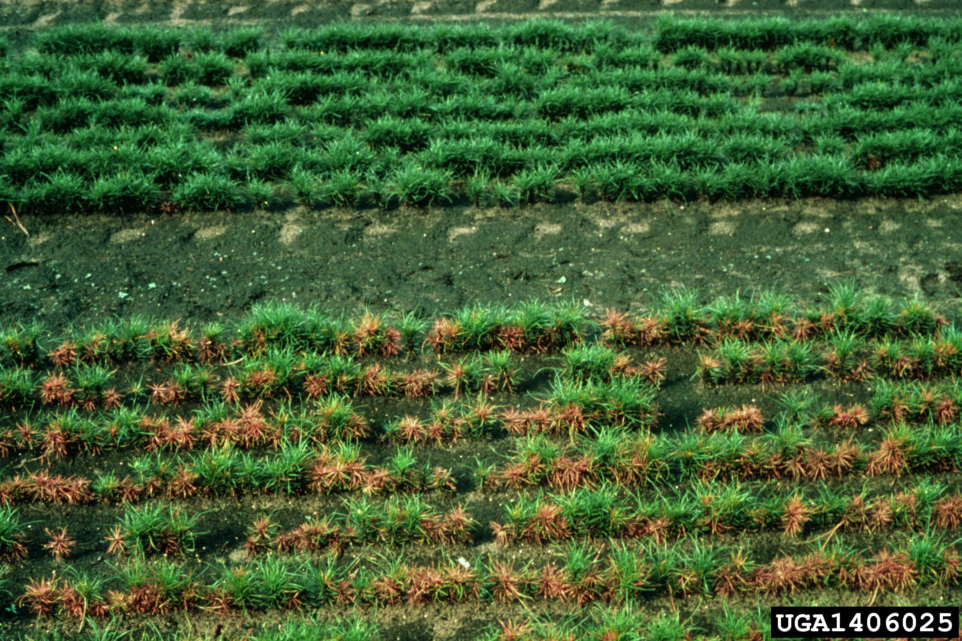Red pine seedlings damaged by Diplodia.