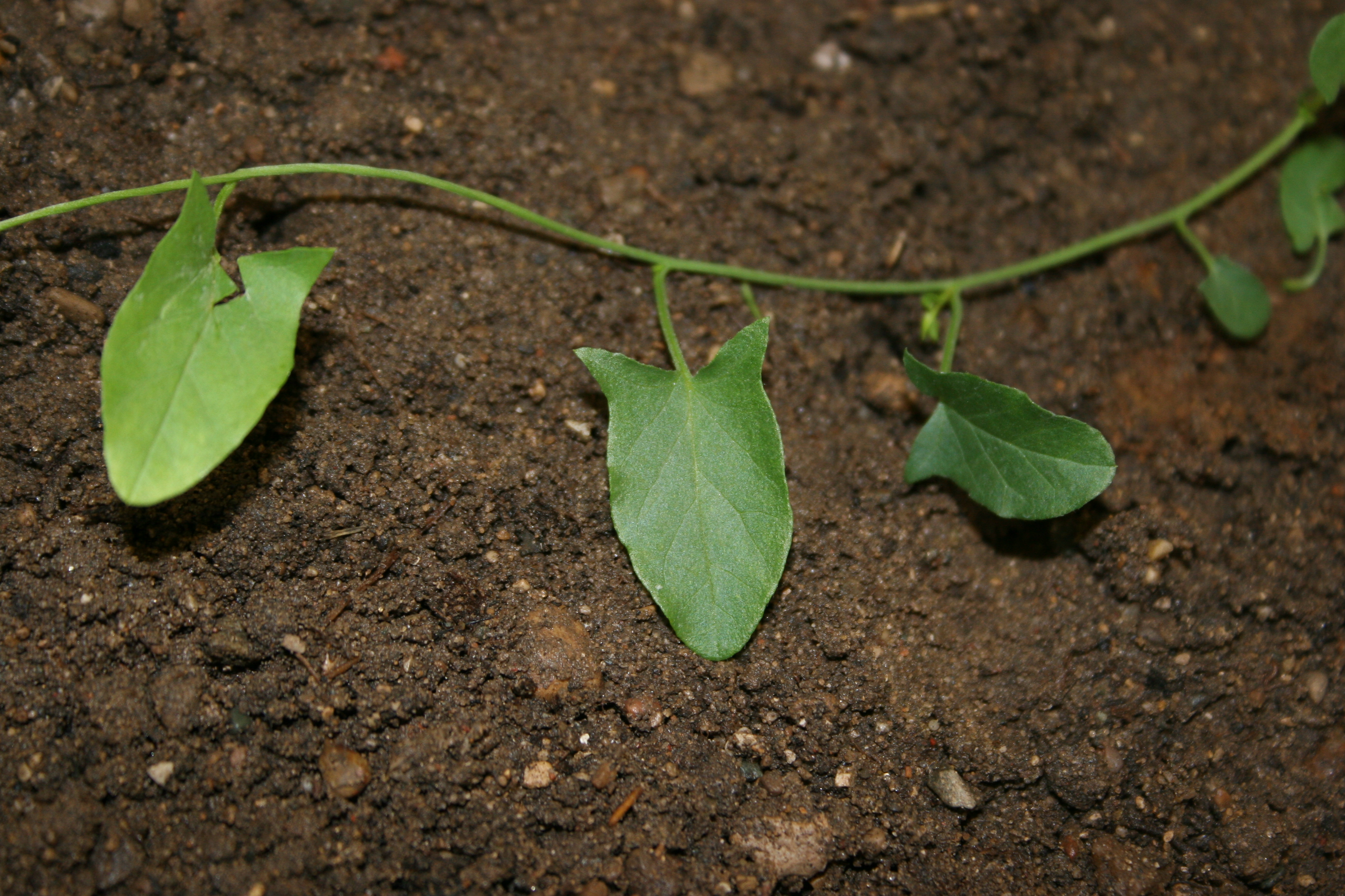 Arrow-shaped leaves