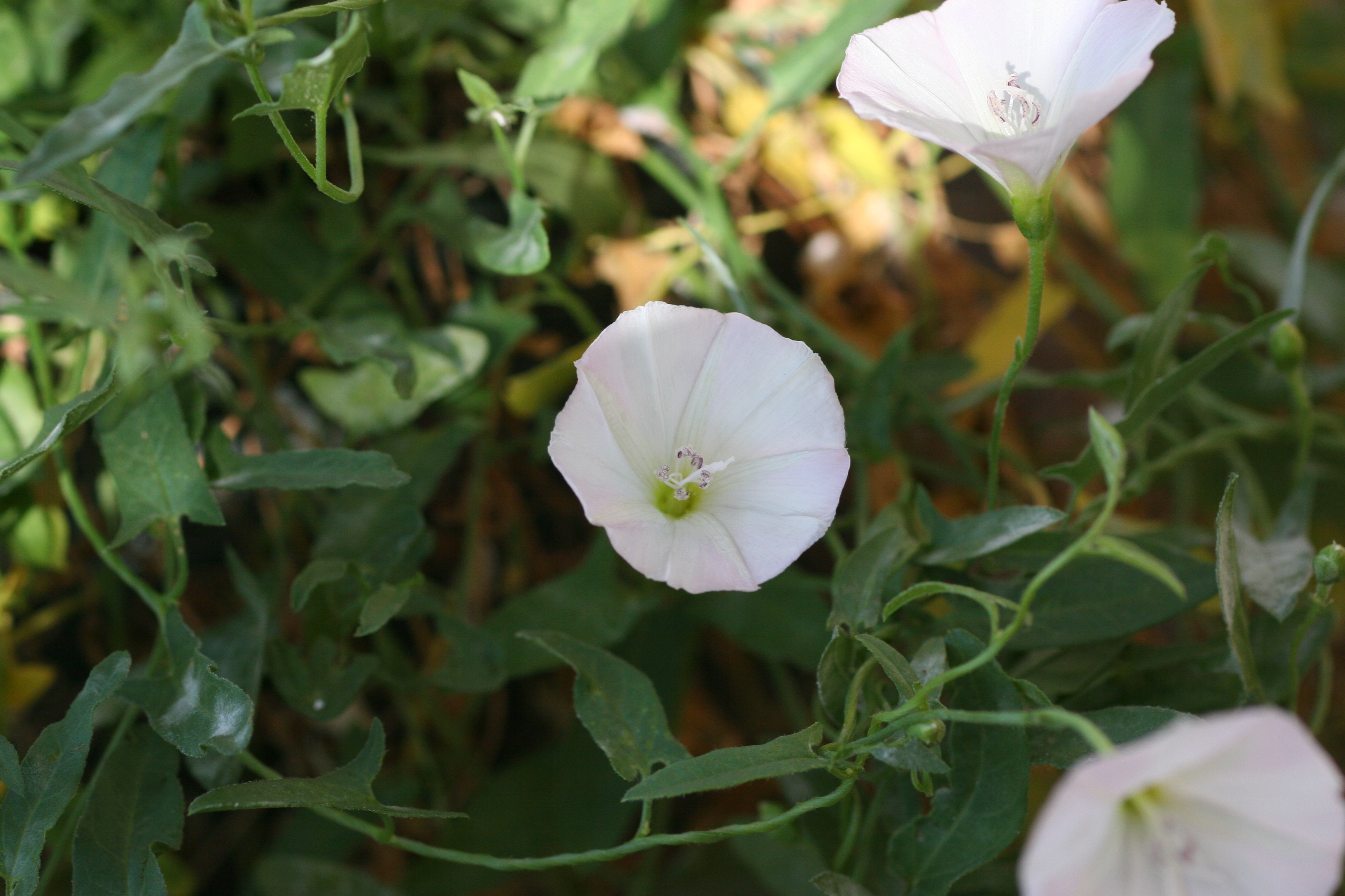 Trumpet-shaped flowers of field bindweed