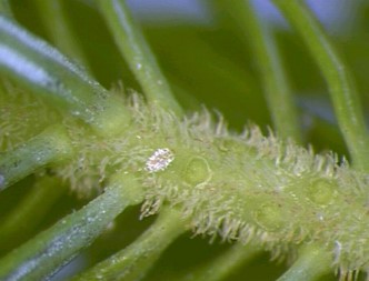 Closeup of an egg on branch.