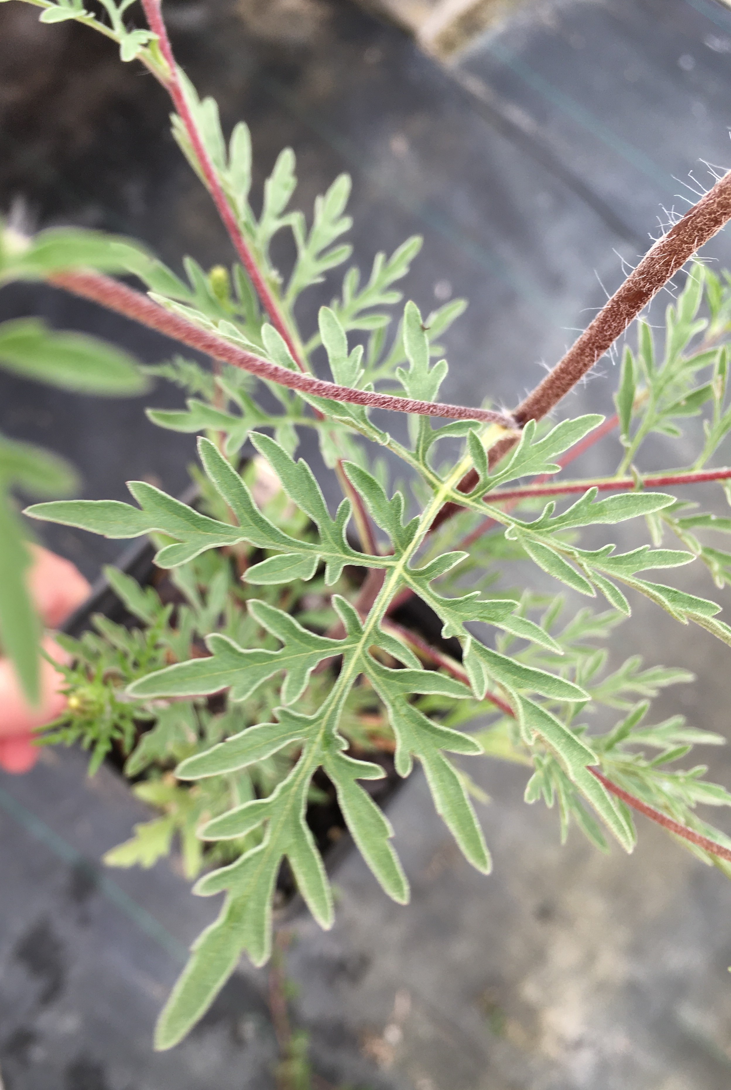 Close view of fern-like compound leaves of common ragweed.