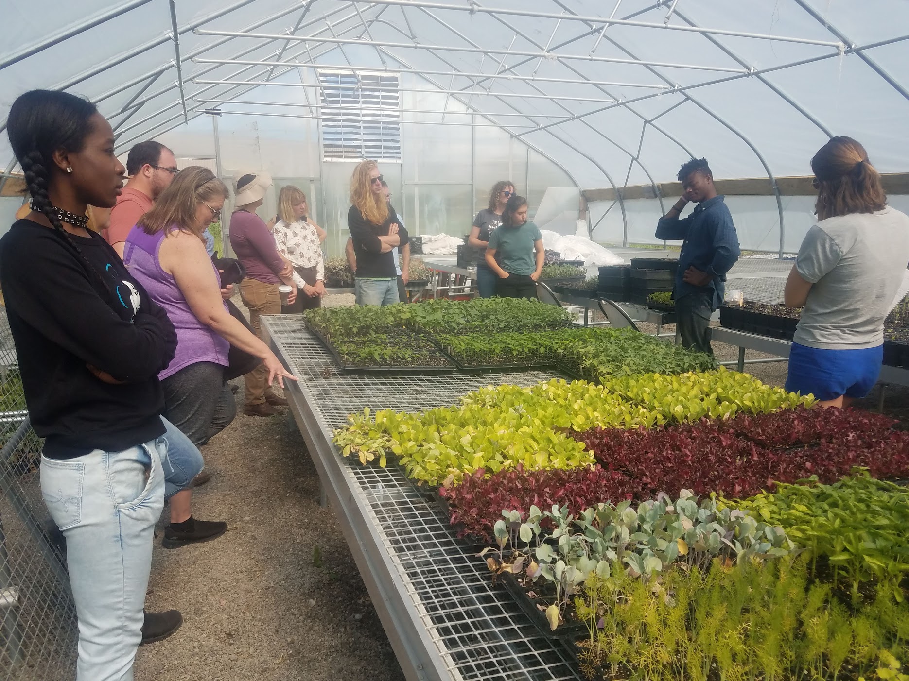 A group of people standing in a hoop house, around a table of baby lettuce transplants.