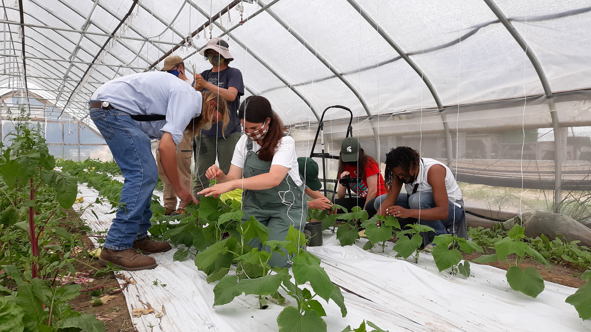 OFTP students trellising tomatoes in a Hoop House