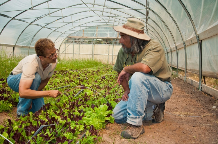 A woman and a man kneeling in a hoop house, discussing crops.