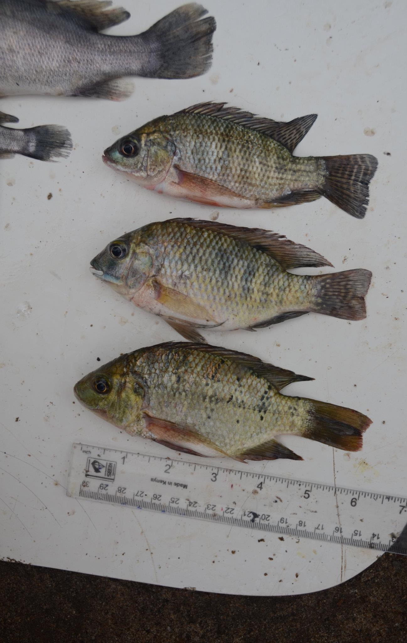 Three Tilapia species from Lake Turkana