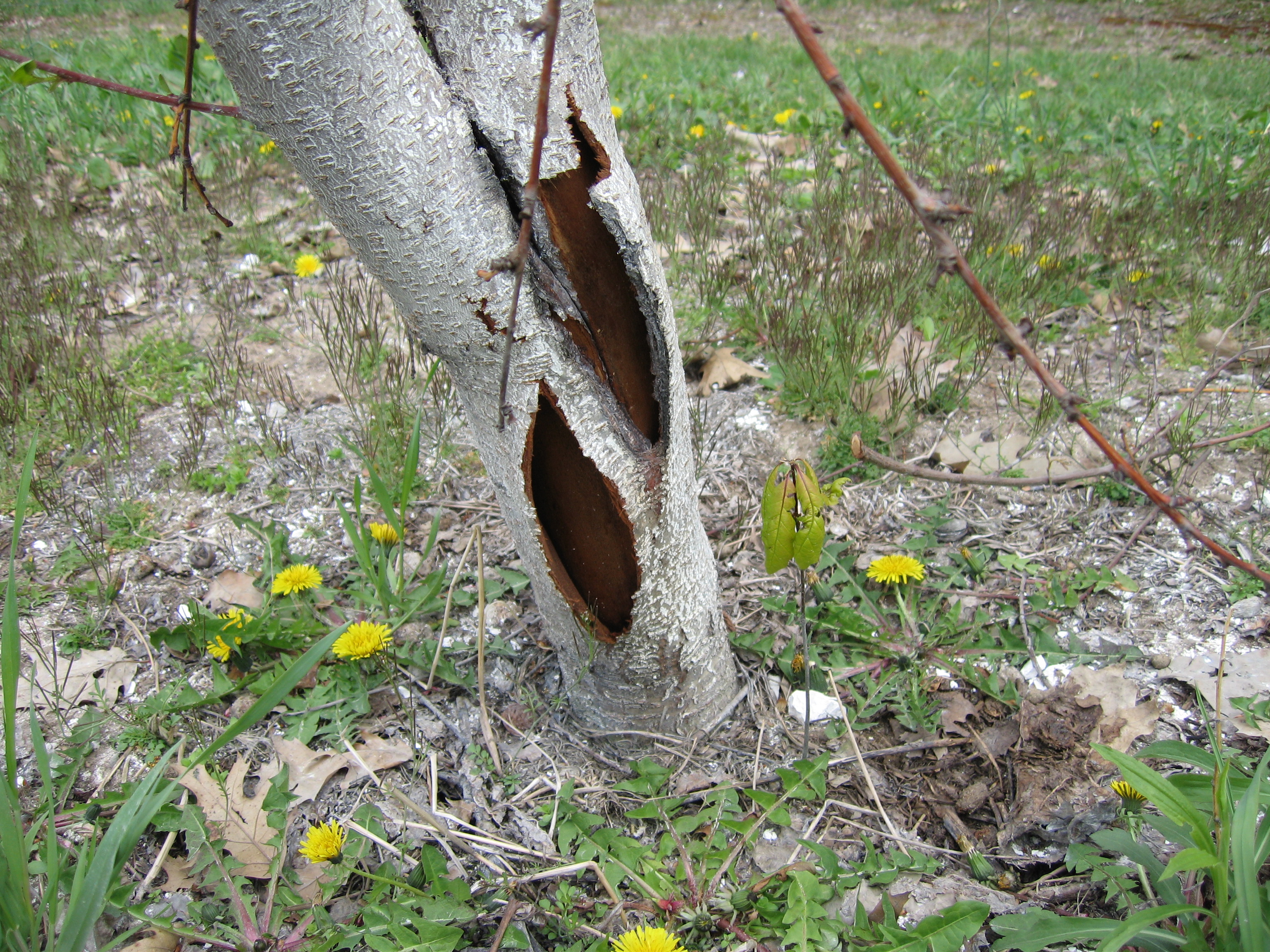 Peach trunk split