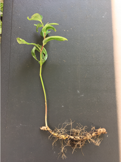 Broad-leaved helleboirne root/rhizome