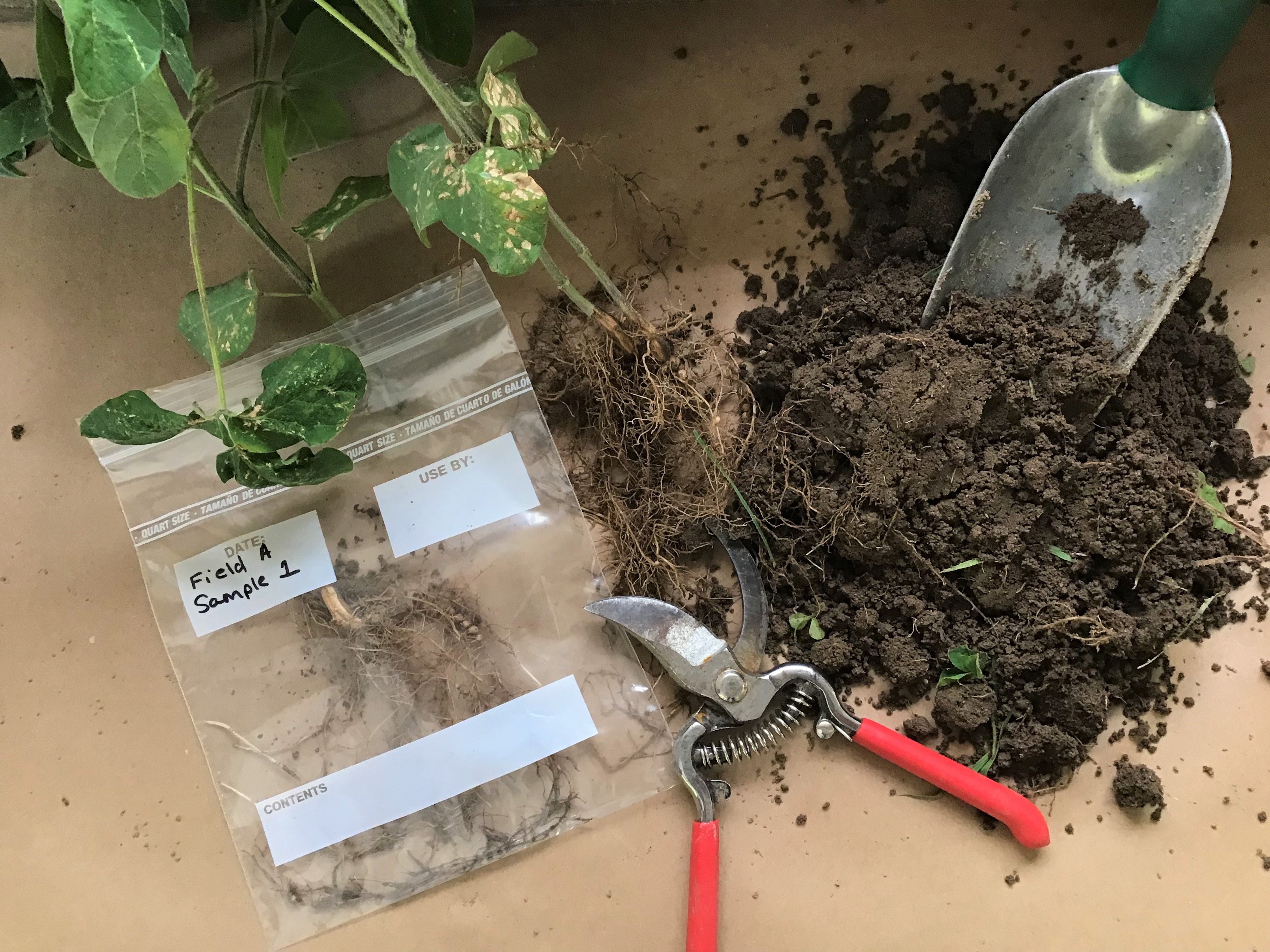 A soil sample for nematode analysis should include plant feeder roots.