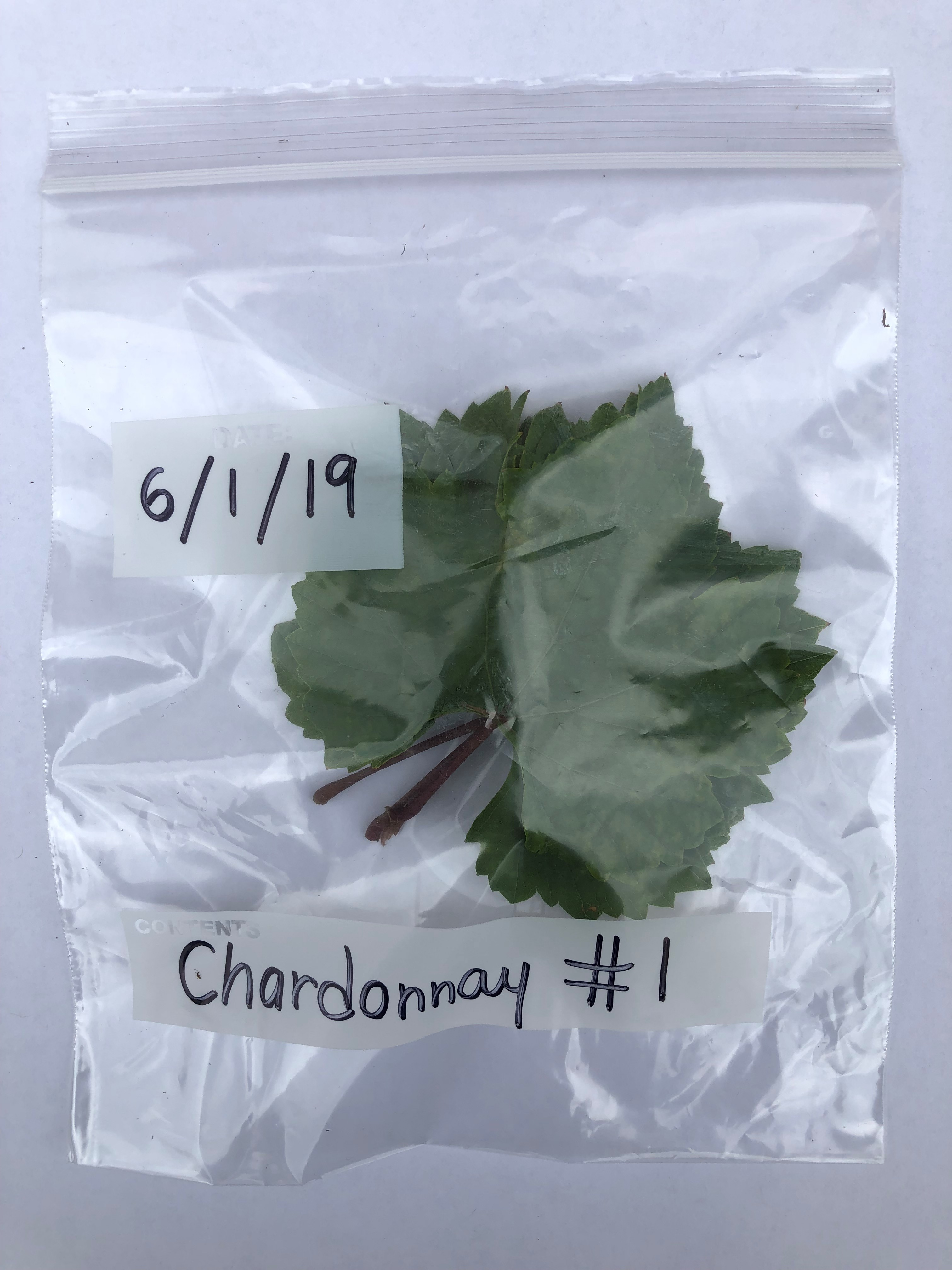 A picture of a grape leaf sample taken from a single vine.