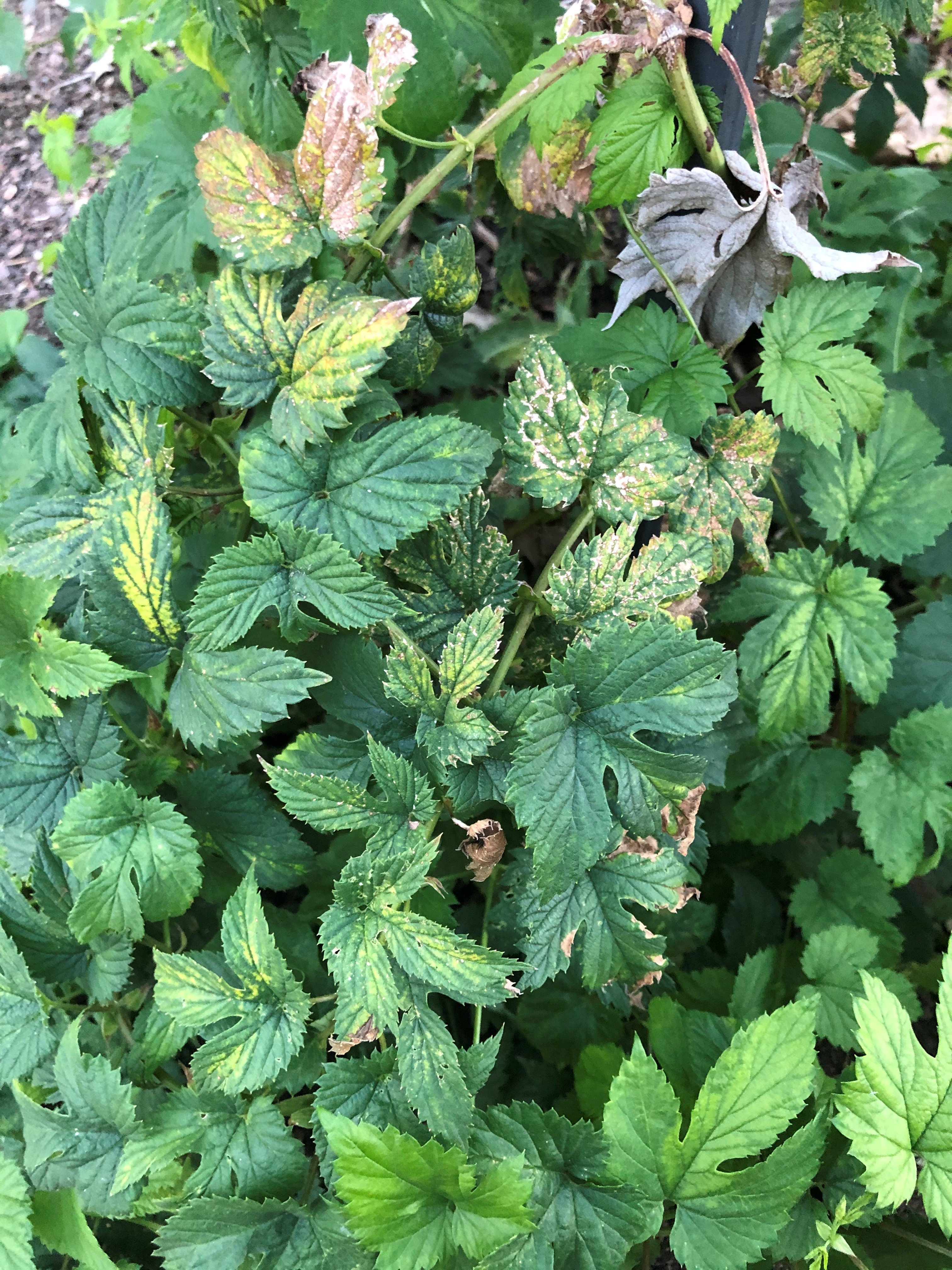 Infected hop plant