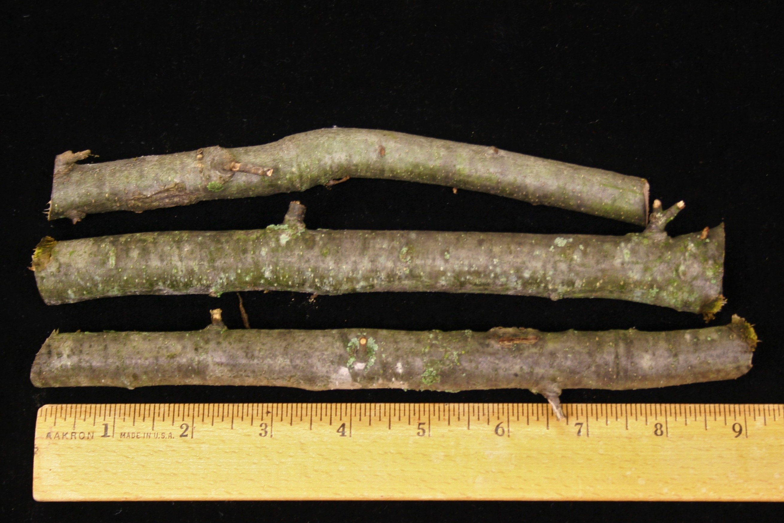 A sample of 3 branches submitted to the lab.