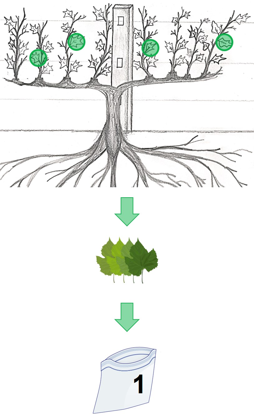 Diagram showing single-vine sample collection.