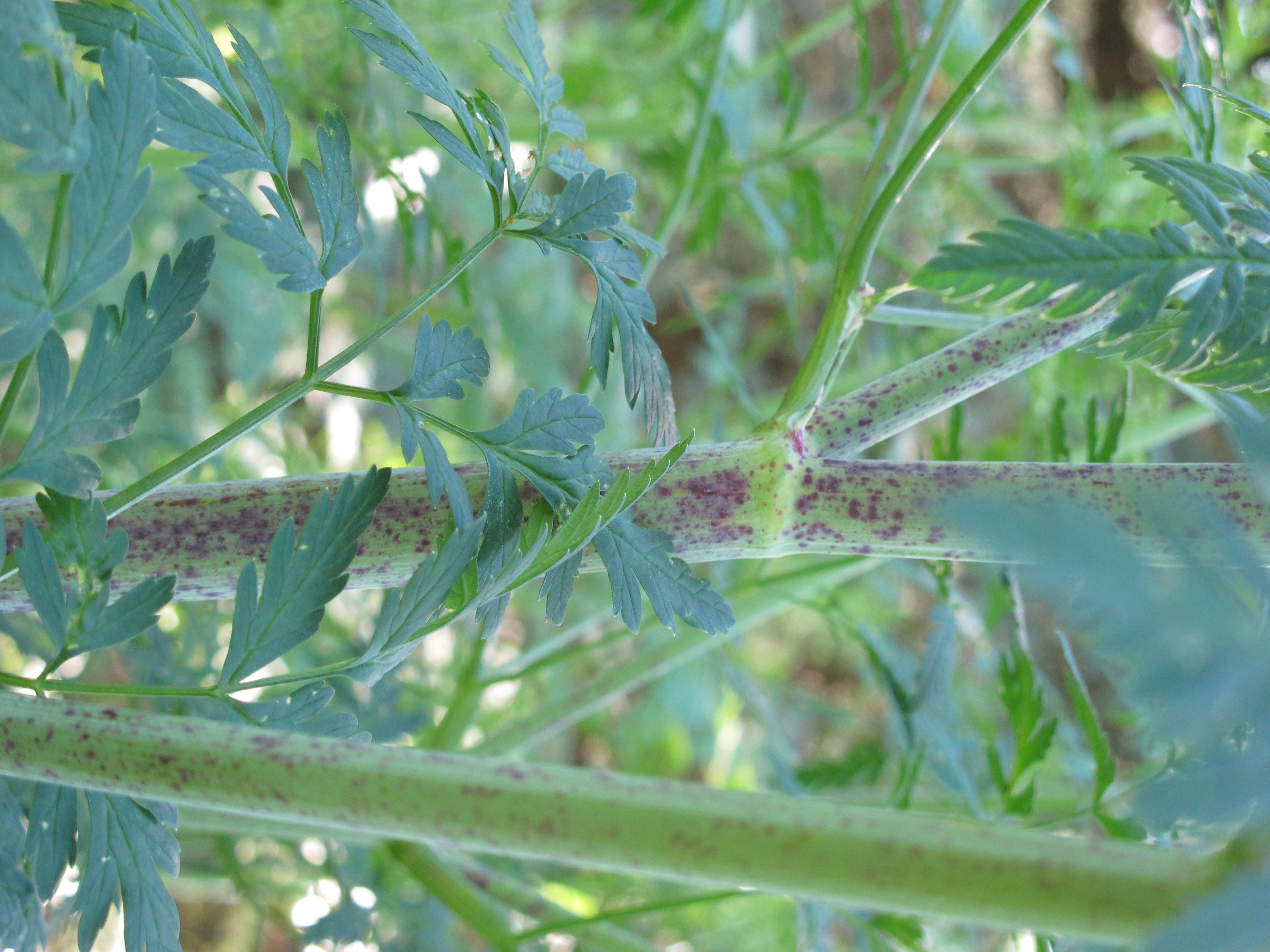 TrishaMaxwellPoisonHemlock