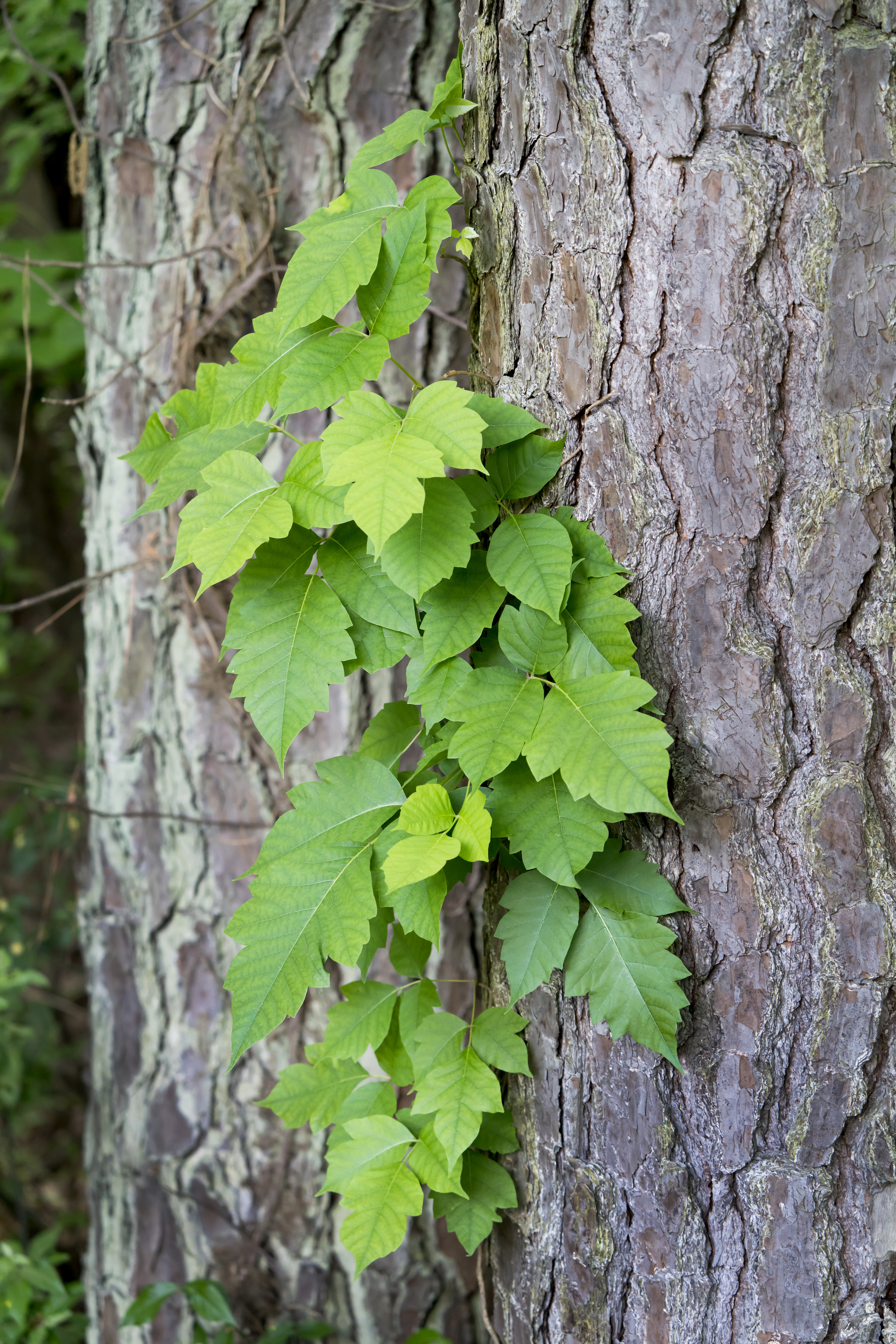 poison ivy vine