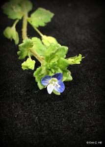 Corn speedwell flower