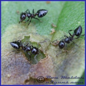 Acrobat Ants-300x300